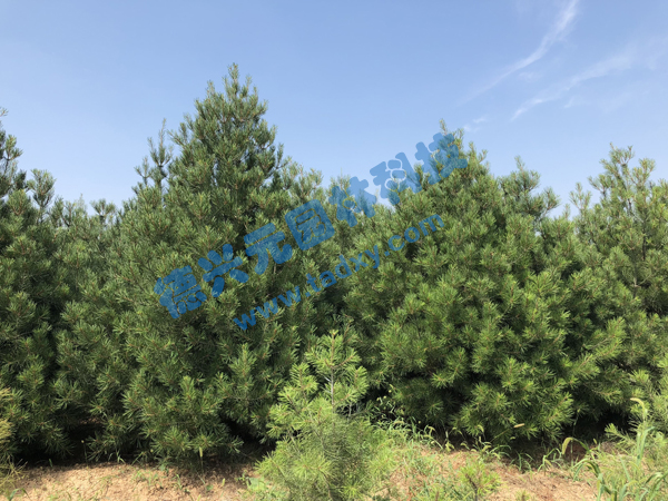 �c���鿴Ԕ����Ϣ���}����Ƥ�� ��x�Δ���2261