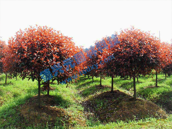 c鿴ԔϢ}t~ʯ骘 xΔ2597